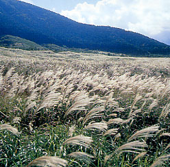 仙石原すすき草原