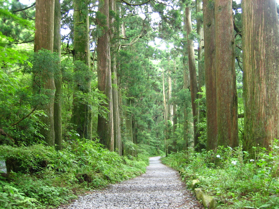 箱根旧街道杉並木